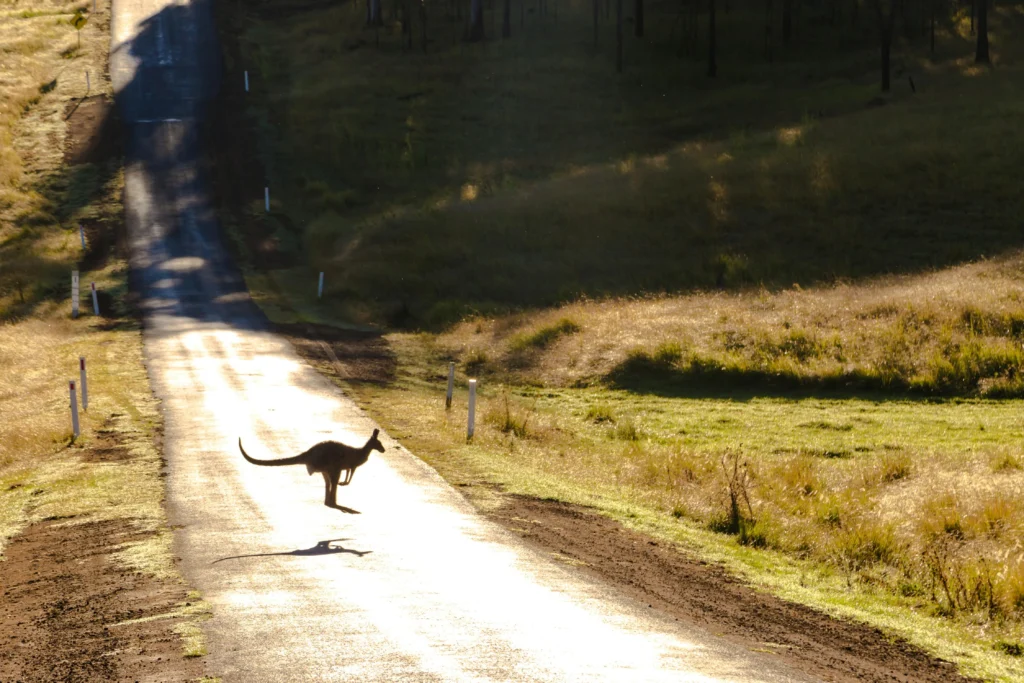 Kangaroo jumping across dirt road between grass