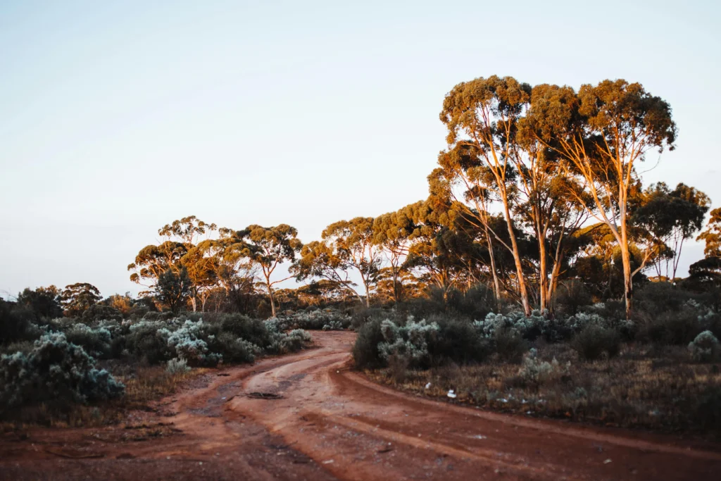 Rough alley near Eucalyptus cladocalyx trees growing in park